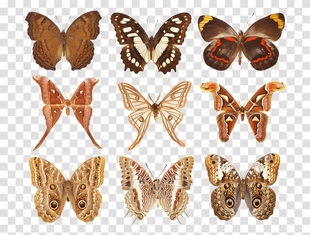 Butterfly Collection Of Butterflies Wings Insects Speckled Wood Butterfly, Invertebrate, Animal, Moth Transparent Png