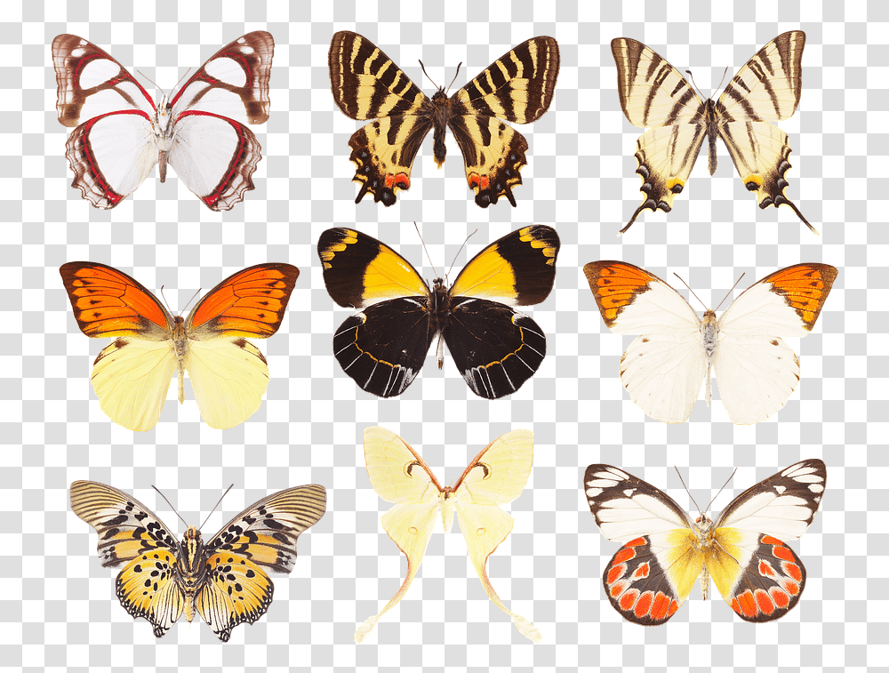 Butterfly Collection Of Butterflies Wings Insects Swallowtail Butterfly, Invertebrate, Animal, Monarch, Moth Transparent Png