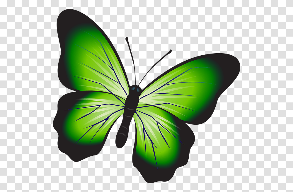Butterfly Colorful Green Kupu Kupu Warna Hijau, Insect, Invertebrate, Animal, Dragonfly Transparent Png