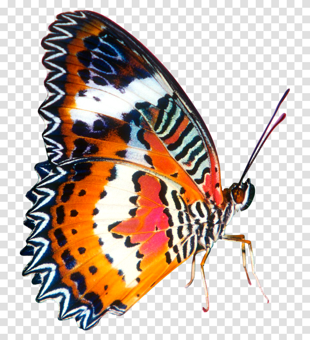 Butterfly Colourful In Big Size Background Butterfly Images, Insect, Invertebrate, Animal, Monarch Transparent Png