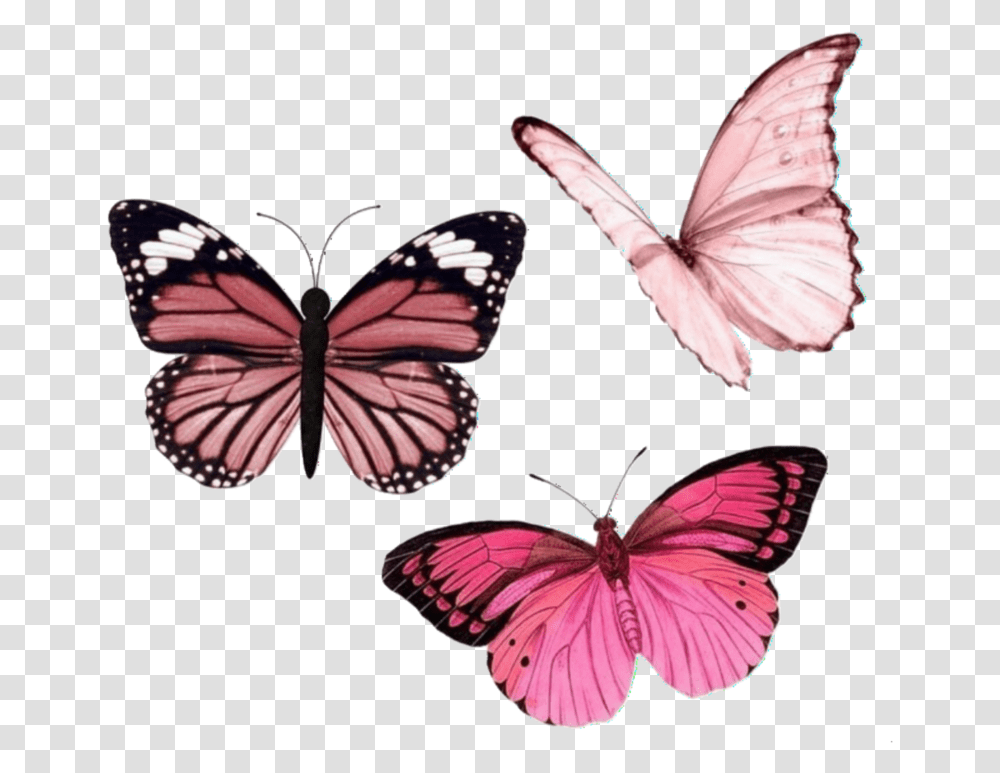 Butterfly Cyber And Overlay Image Pink Butterfly Aesthetic, Insect, Invertebrate, Animal, Monarch Transparent Png