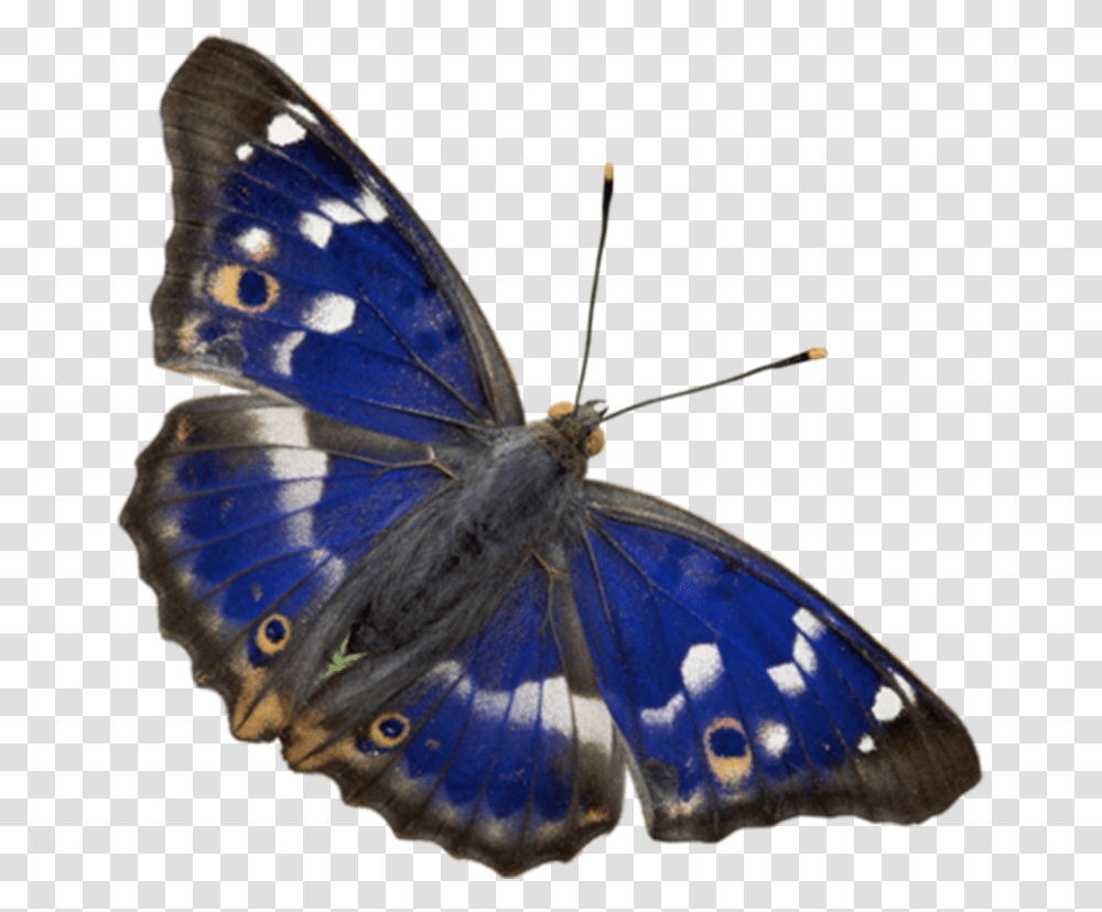 Butterfly Download Insect, Invertebrate, Animal Transparent Png