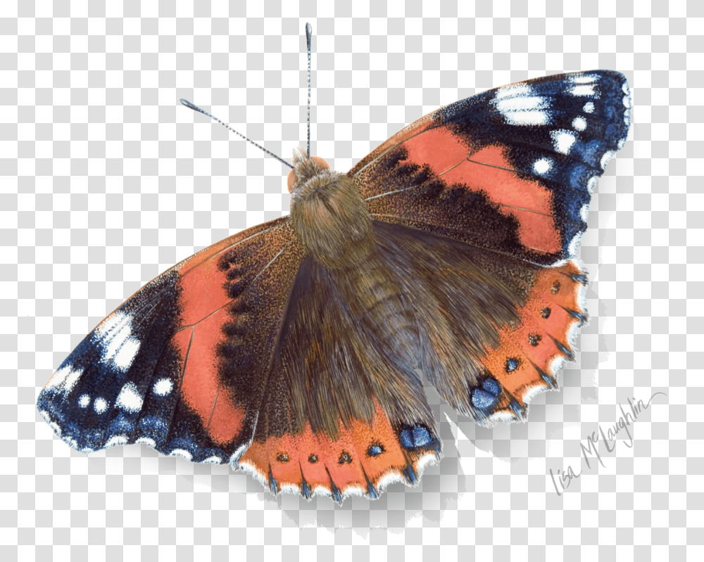 Butterfly Exhibit Red Admiral Butterfly Watercolour, Insect, Invertebrate, Animal, Moth Transparent Png
