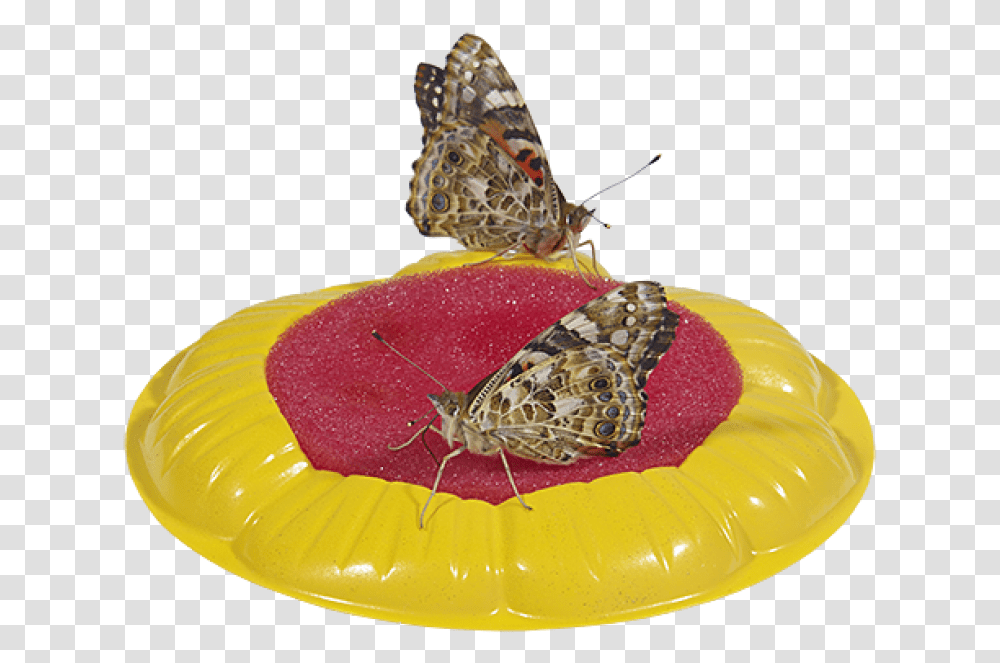 Butterfly Feeder Sponge, Animal, Invertebrate, Inflatable, Insect Transparent Png