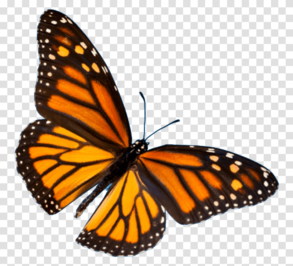 Butterfly Festival Easy Monarch Butterfly Painting, Insect, Invertebrate, Animal, Honey Bee Transparent Png