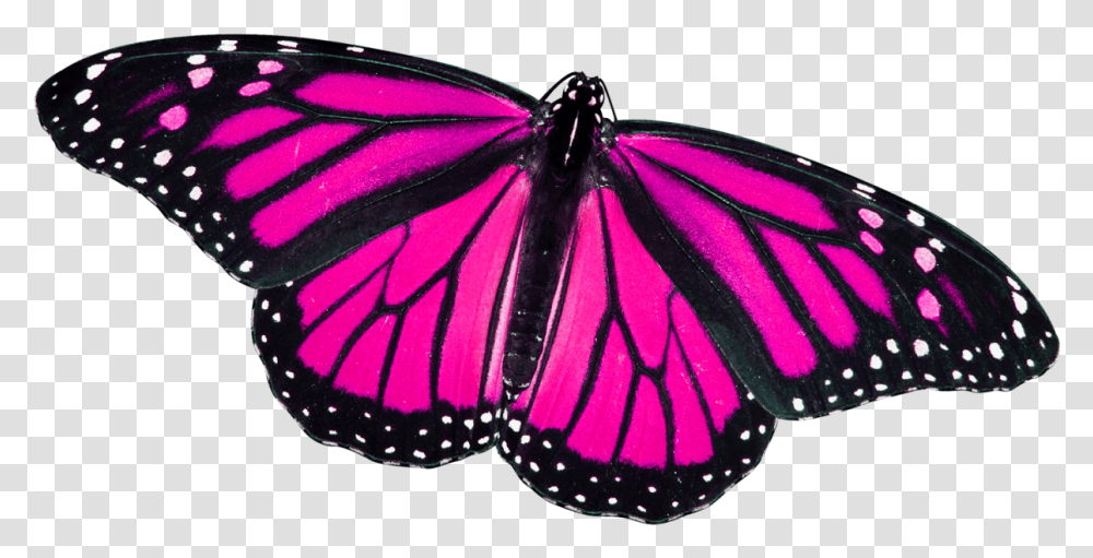 Butterfly File Download Free Play Objects With Line Of Symmetry, Insect, Invertebrate, Animal, Monarch Transparent Png
