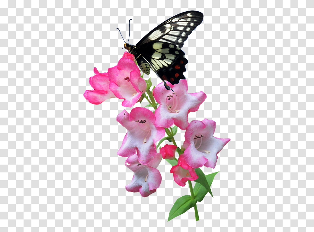 Butterfly Flower Summer Plant Insect Butterfly On The Flower, Blossom, Geranium, Animal, Gladiolus Transparent Png