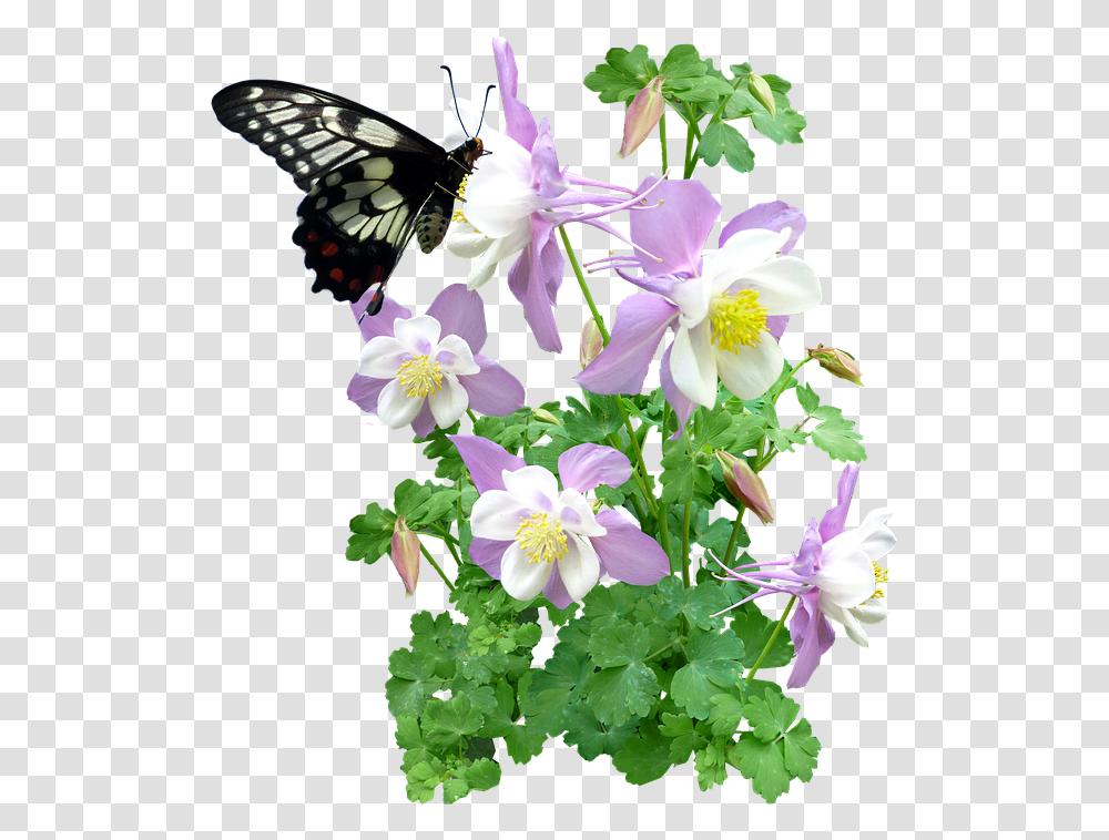 Butterfly Flowers Summer Max Pixel Summer Flowers Clip Art Free Free, Plant, Geranium, Blossom, Acanthaceae Transparent Png