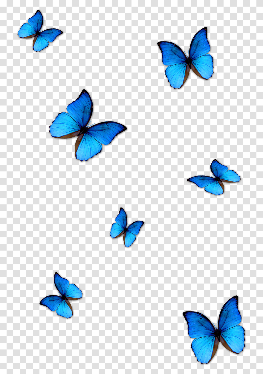 Butterfly For Editing Background Blue Butterflies, Animal, Insect, Invertebrate, Flying Transparent Png