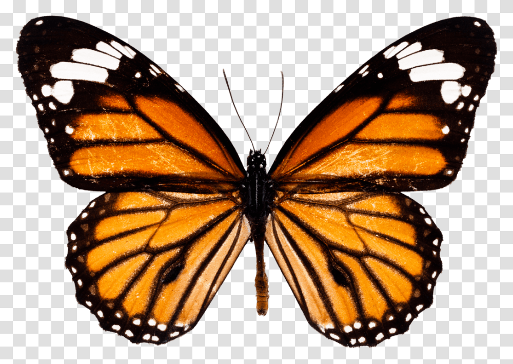 Butterfly Free Vector Vector Clipart, Monarch, Insect, Invertebrate, Animal Transparent Png