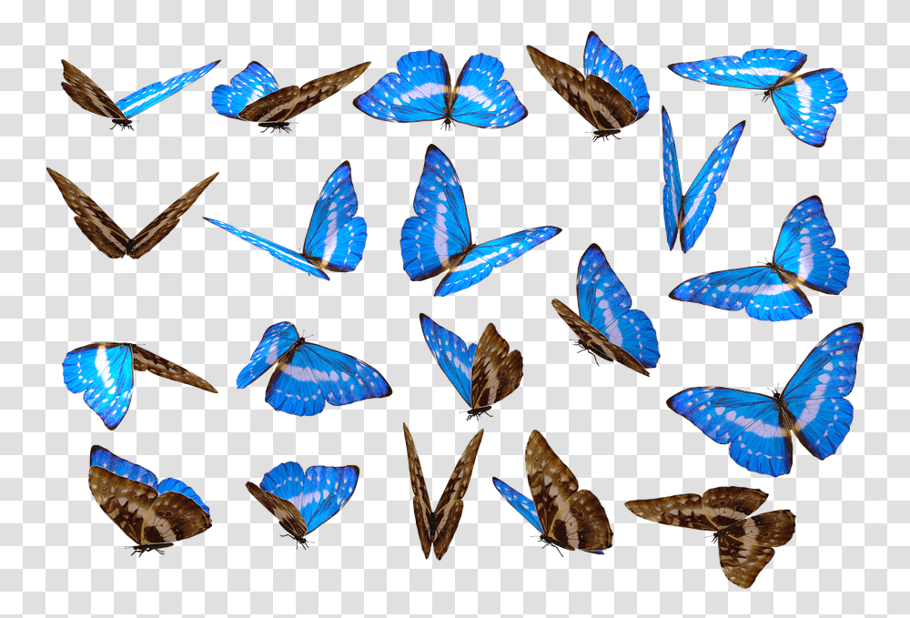 Butterfly Full Hd, Animal, Invertebrate, Sea Life, Seashell Transparent Png