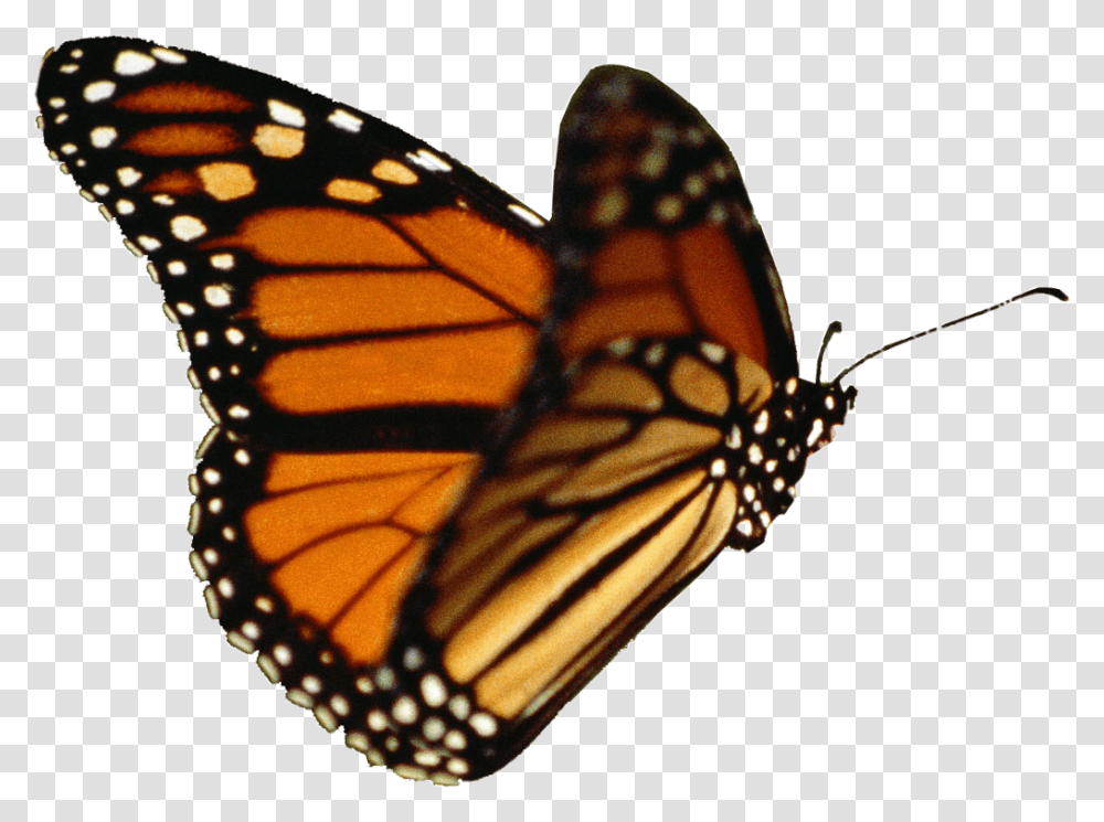 Butterfly Gif Background, Monarch, Insect, Invertebrate, Animal Transparent Png