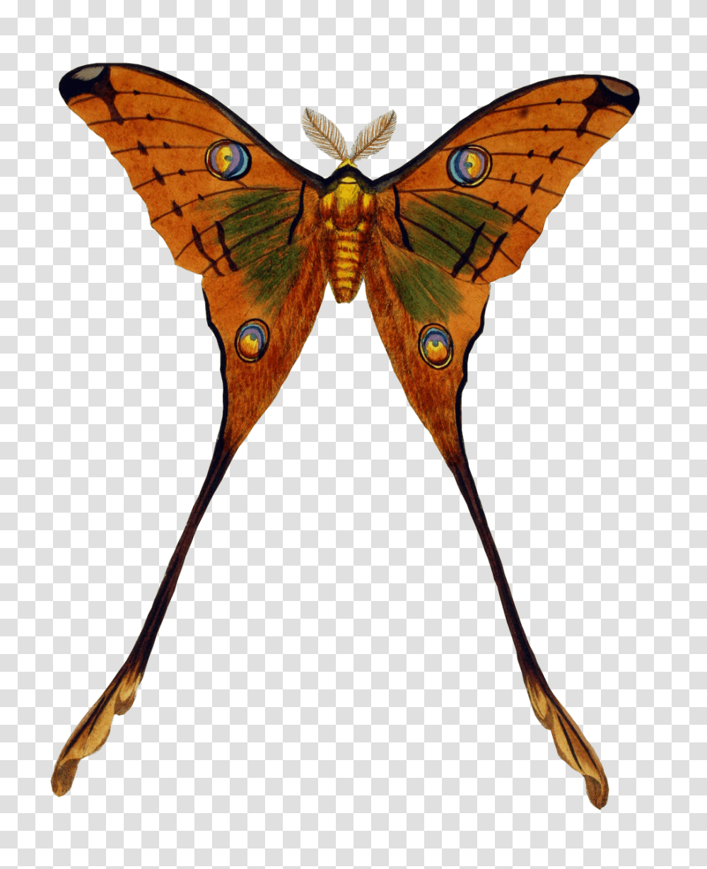 Butterfly Golden Clipart, Animal, Insect, Invertebrate, Bird Transparent Png