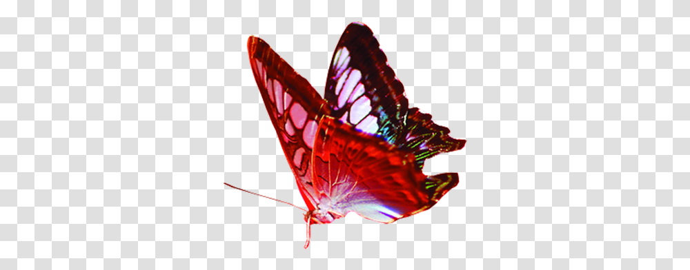 Butterfly Gratis Red Background Format Butterflies, Insect, Invertebrate, Animal, Monarch Transparent Png