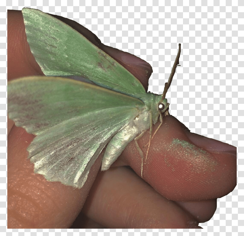 Butterfly Green Aesthetic 90s 90 S Aesthetic Green Butterfly, Person, Human, Finger, Insect Transparent Png