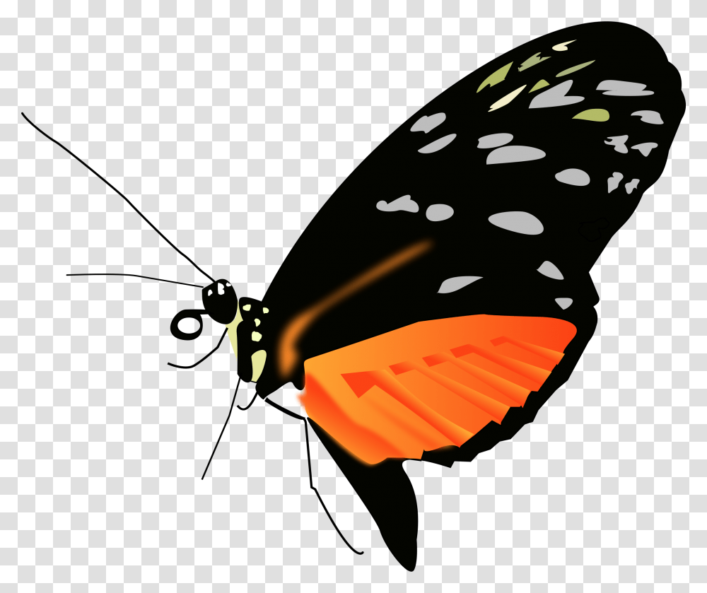 Butterfly Hd Butterfly Hd Images, Animal, Insect, Invertebrate, Photography Transparent Png