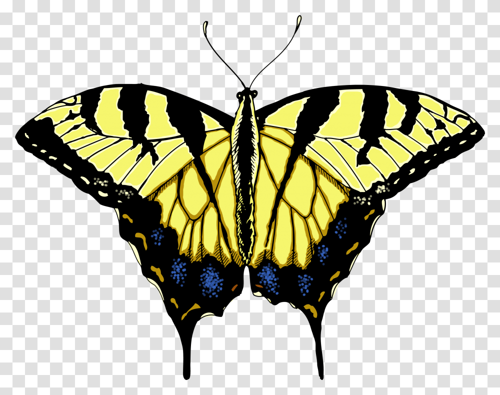 Butterfly Illustrations Clipart Library Tiger Swallowtail Butterfly Clipart, Monarch, Insect, Invertebrate, Animal Transparent Png