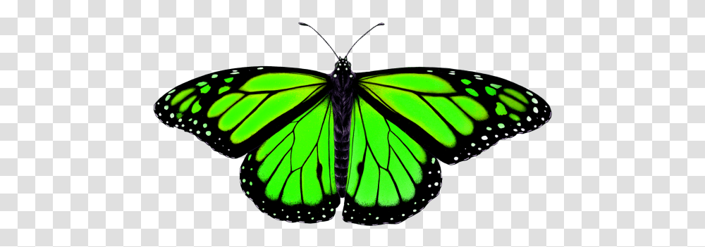 Butterfly Image Animal Symmetry In Nature Butterfly Symmetry In Nature, Insect, Invertebrate, Green, Monarch Transparent Png