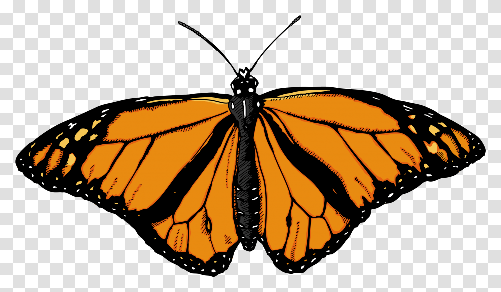 Butterfly Image Butterflies With White Background, Insect, Invertebrate, Animal, Monarch Transparent Png