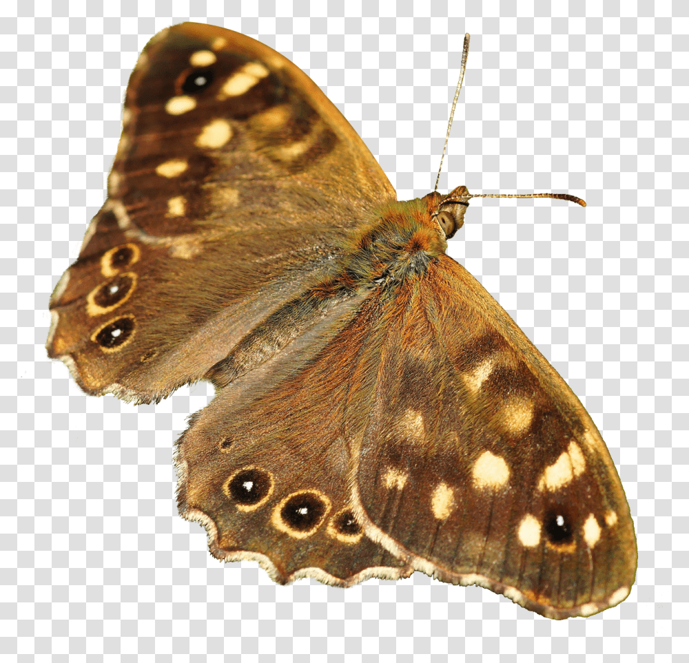 Butterfly Image Butterfly, Insect, Invertebrate, Animal, Moth Transparent Png