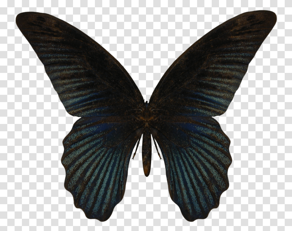 Butterfly Image Butterfly, Insect, Invertebrate, Animal, Moth Transparent Png