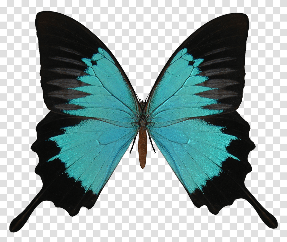 Butterfly Image Free Picture Download Black And Grey Butterfly, Insect, Invertebrate, Animal, Pattern Transparent Png