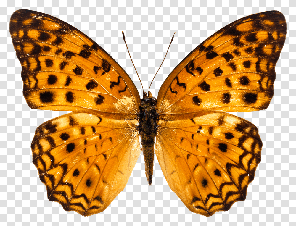 Butterfly Image Free Picture Download Orange Sting Transparent Png
