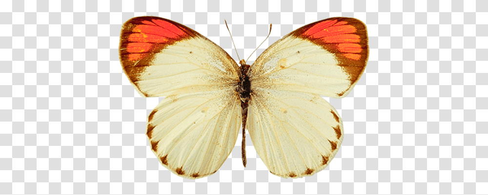 Butterfly Image Free Picture Download White And Yellow Butterfly, Insect, Invertebrate, Animal, Moth Transparent Png