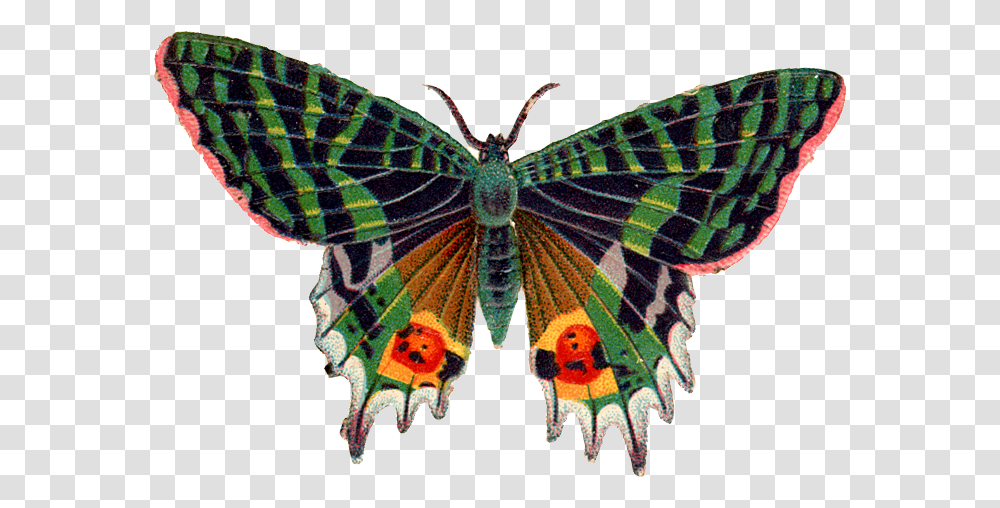 Butterfly Image Hd Butterfly, Insect, Invertebrate, Animal, Moth Transparent Png