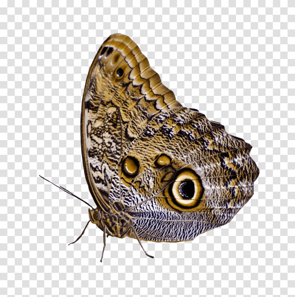 Butterfly Image, Insect, Invertebrate, Animal, Lizard Transparent Png