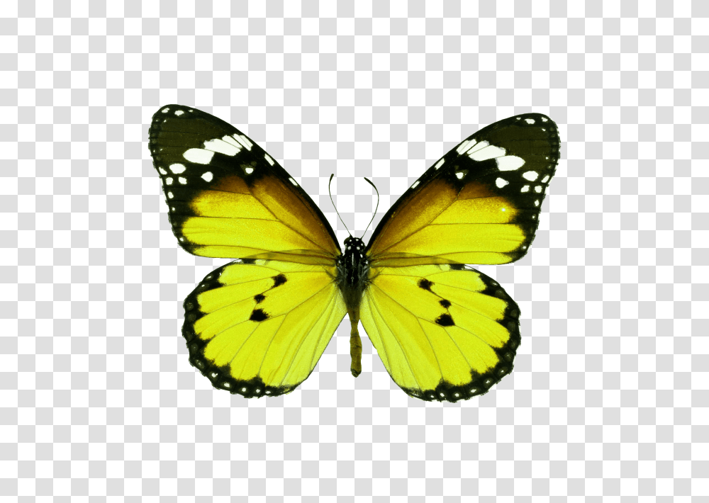 Butterfly Image, Insect, Invertebrate, Animal, Monarch Transparent Png