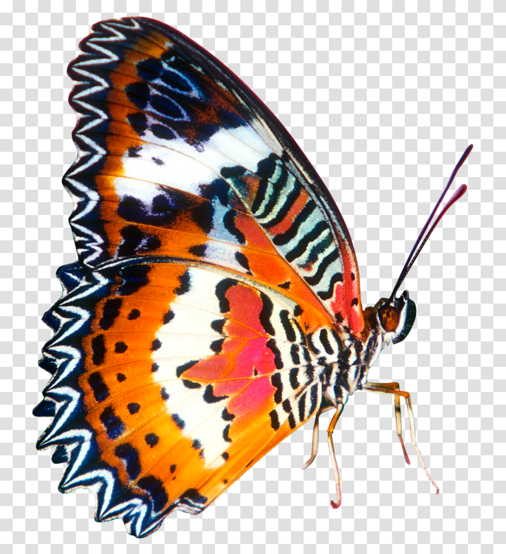 Butterfly Image, Insect, Invertebrate, Animal, Monarch Transparent Png