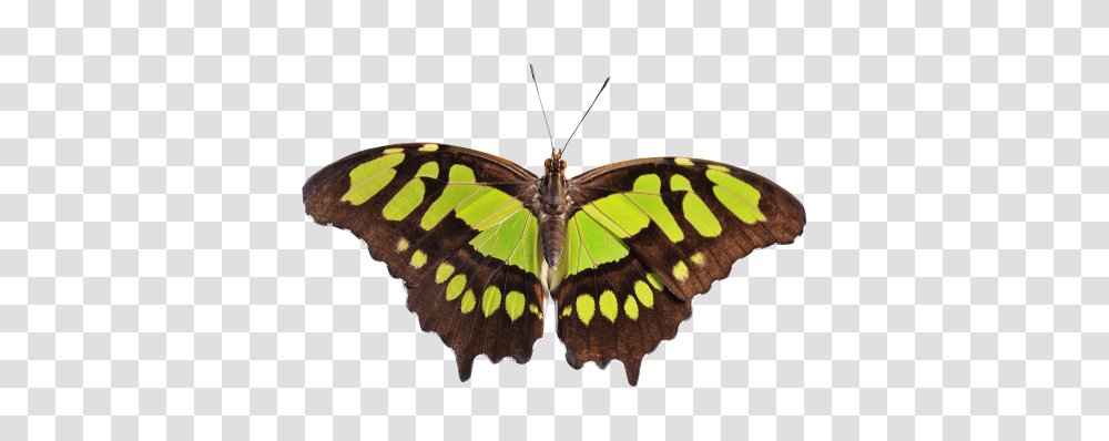 Butterfly Image, Insect, Invertebrate, Animal, Moth Transparent Png