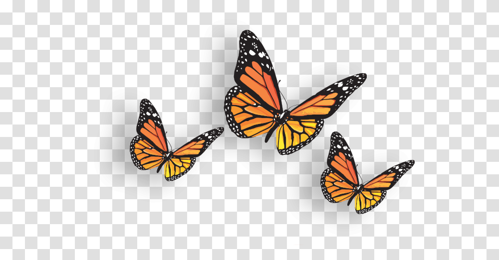 Butterfly Image Monarch Butterfly Background, Insect, Invertebrate, Animal Transparent Png