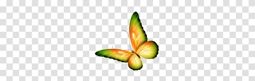 Butterfly Images Clipart Butterfly, Floral Design, Pattern, Animal Transparent Png