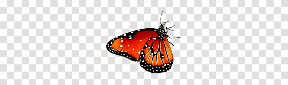 Butterfly Images Clipart Butterfly, Monarch, Insect, Invertebrate, Animal Transparent Png