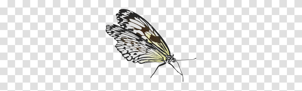 Butterfly Images Icon Cliparts, Insect, Invertebrate, Animal, Moth Transparent Png