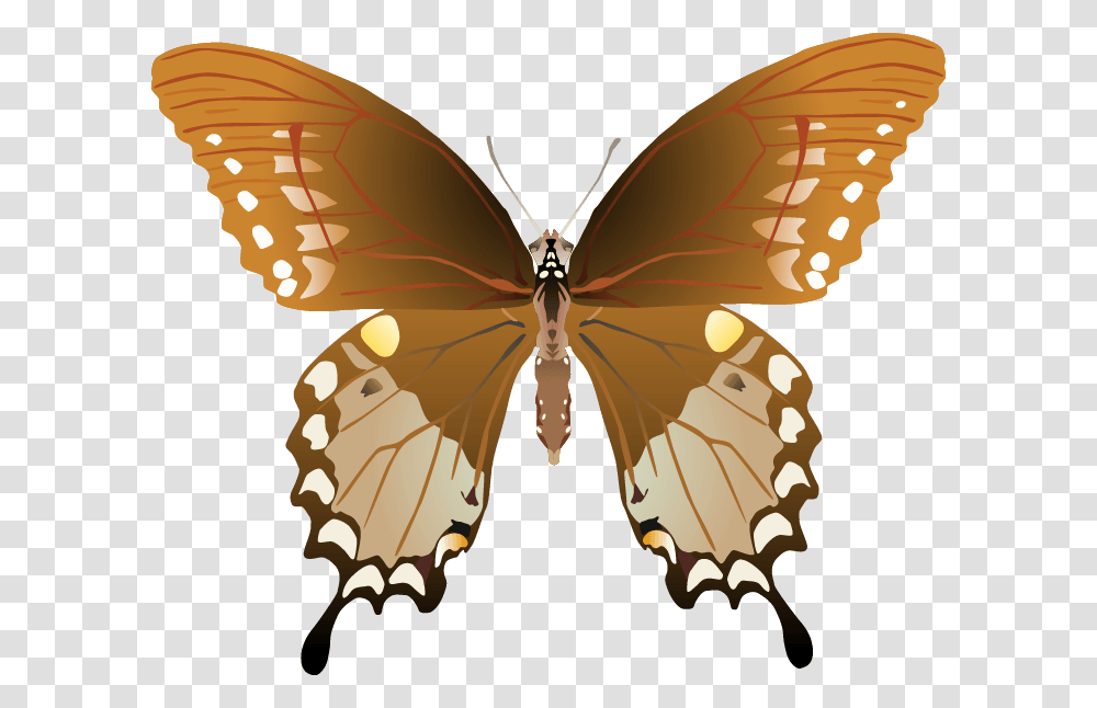 Butterfly Images Papilio Troilus Male And Female, Ornament, Pattern, Insect, Invertebrate Transparent Png