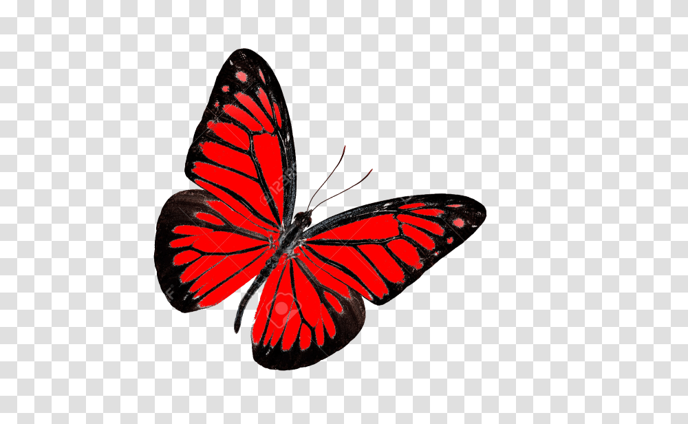 Butterfly Images Pictures Photos Arts, Monarch, Insect, Invertebrate, Animal Transparent Png