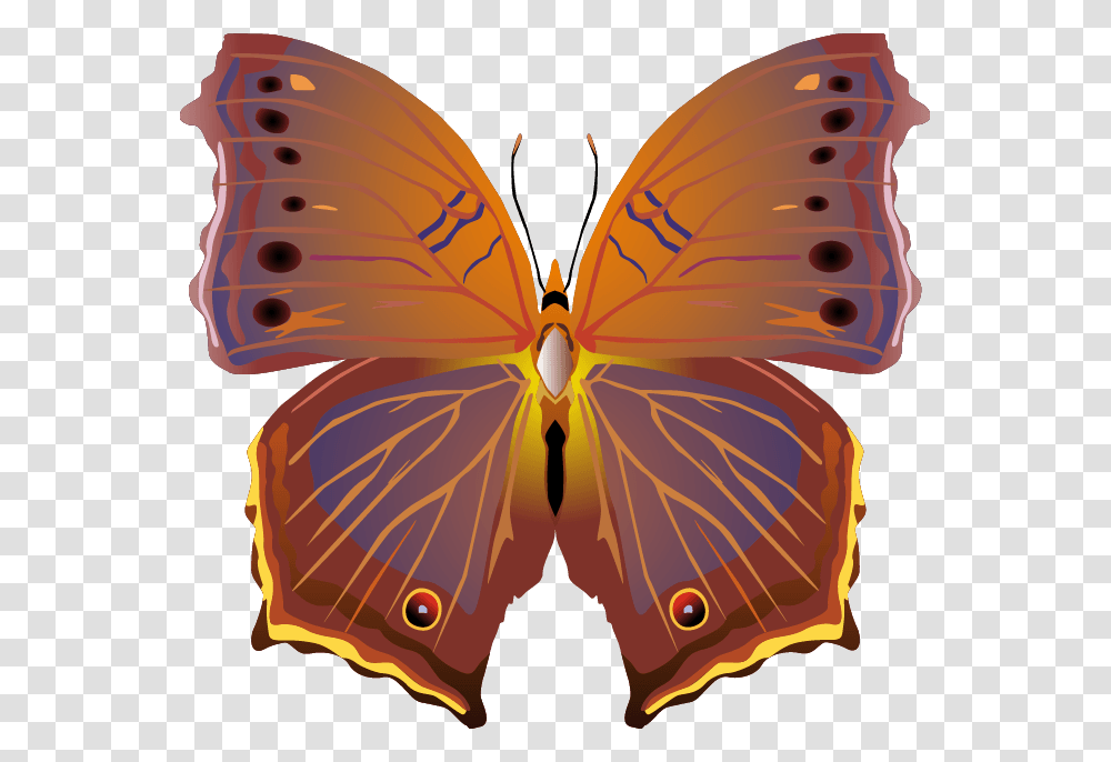 Butterfly Images Vector, Ornament, Pattern, Insect, Invertebrate Transparent Png