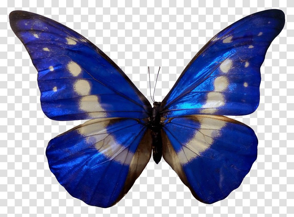 Butterfly In Blue Color Transparent Png