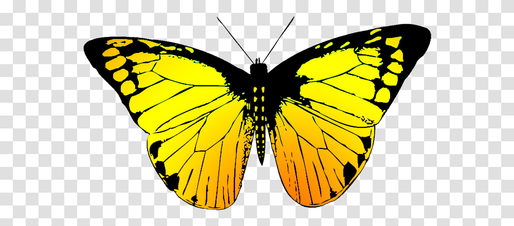 Butterfly In Different Colours, Insect, Invertebrate, Animal, Monarch Transparent Png