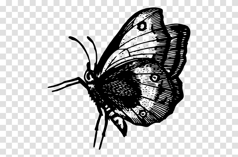 Butterfly In Flight Butterfly, Gray, World Of Warcraft Transparent Png