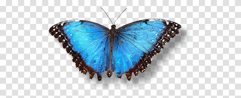 Butterfly, Insect, Diamond, Gemstone, Jewelry Transparent Png