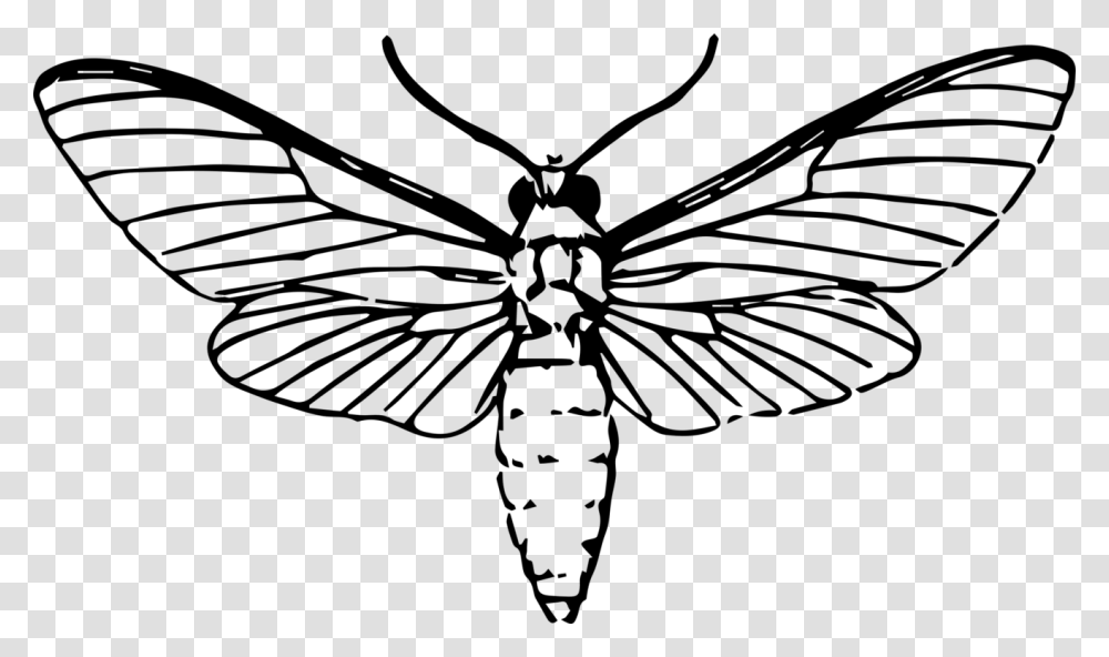 Butterfly Insect Drawing African Deaths Head Hawkmoth Free, Gray, World Of Warcraft Transparent Png