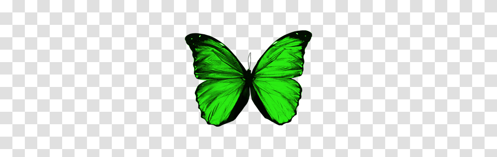 Butterfly, Insect, Green, Invertebrate, Animal Transparent Png
