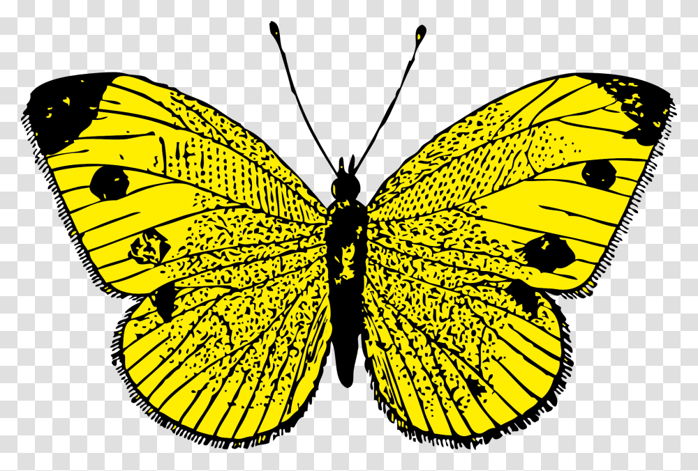 Butterfly, Insect, Invertebrate, Animal, Banana Transparent Png