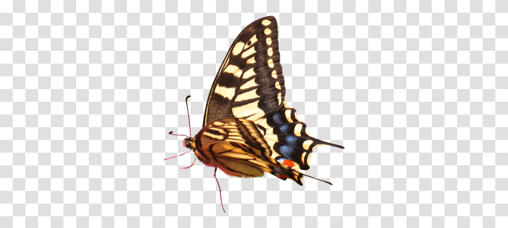 Butterfly, Insect, Invertebrate, Animal, Bird Transparent Png