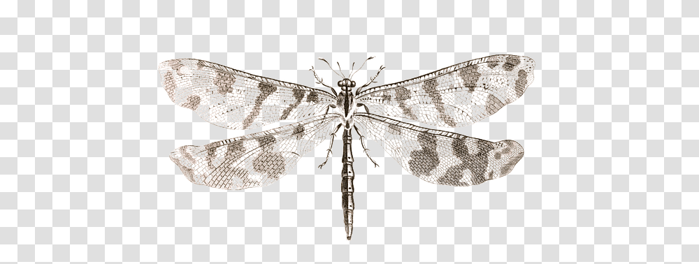 Butterfly, Insect, Invertebrate, Animal, Diamond Transparent Png