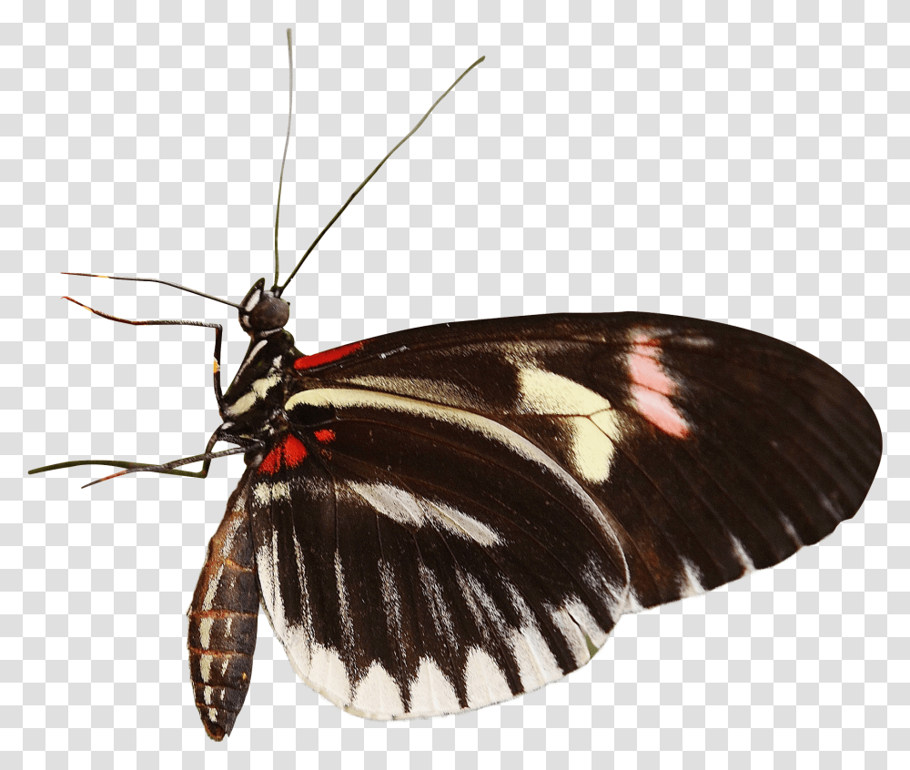Butterfly, Insect, Invertebrate, Animal, Fungus Transparent Png